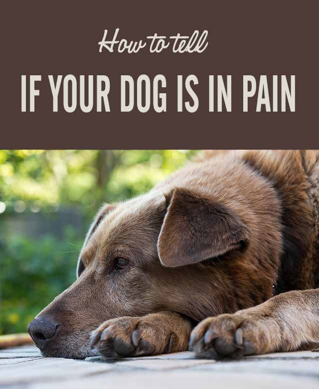 How to Tell If Your Dog Is in Pain