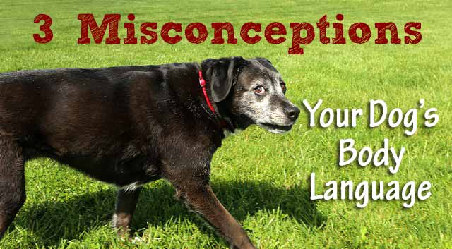3 Misconceptions About Your Dog's Body Language