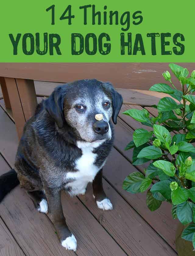 14 Things Your Dog Hates