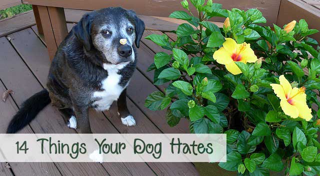 14 Things Your Dog Hates