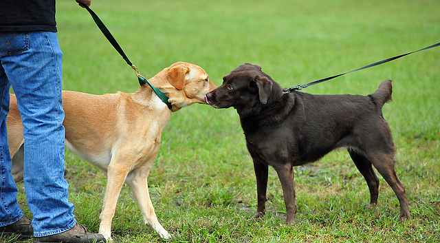 Dogs Greeting With Tight Leashes