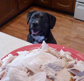 Dog Begging for Turkey