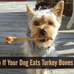 What to Do It Your Dog Eats Turkey Bones