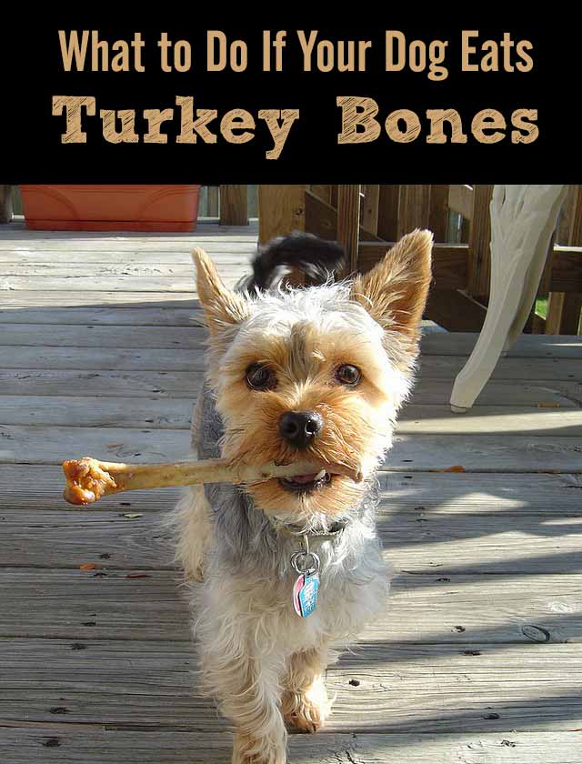 What to Do If Your Dog Eats Turkey Bones