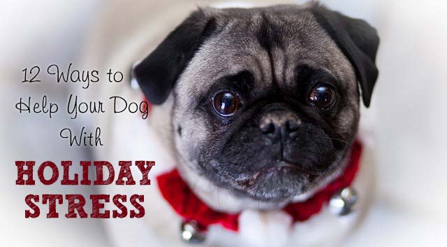 12 Ways to Help Your Dog With Holiday Stress