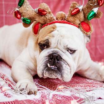 Christmas Bulldog