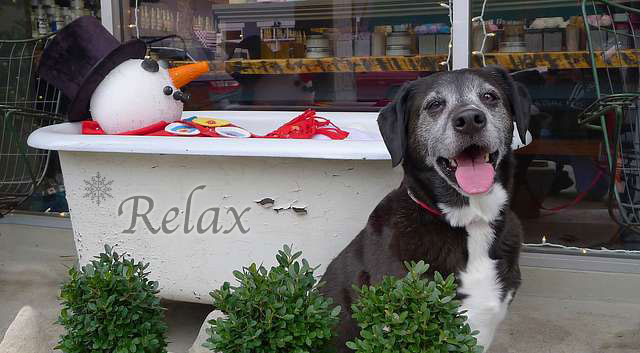 Dog With Snowman