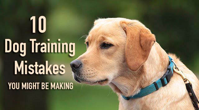 10 Dog Training Mistakes You Might Be Making