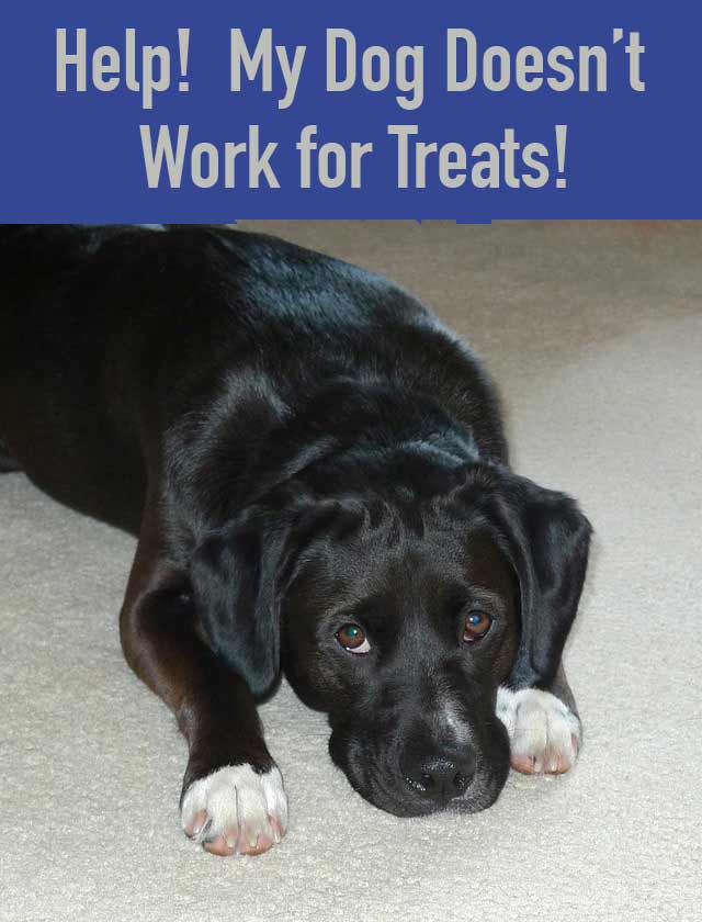 My Dog Doesn't Work for Treats