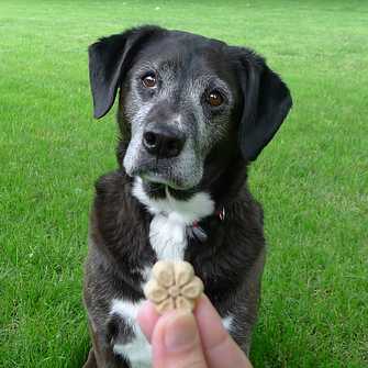 Dog Sitting for Treat