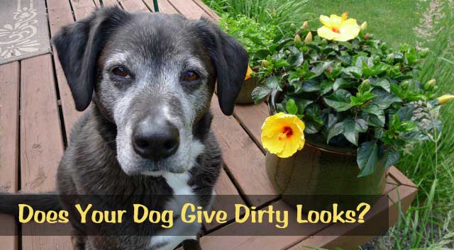 Does Your Dog Give Dirty Looks?