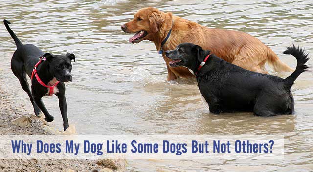 should dogs be with other dogs