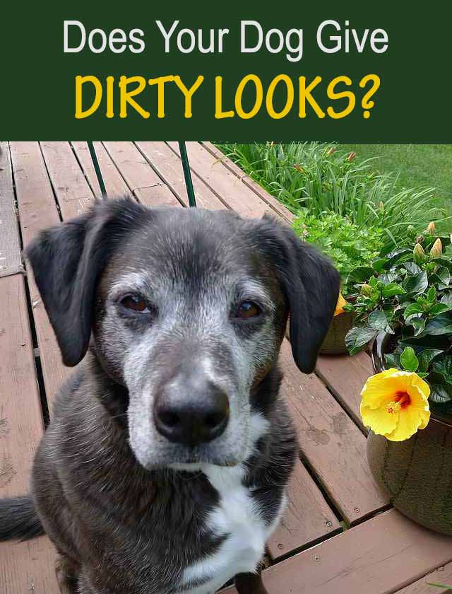 Does Your Dog Give Dirty Looks?