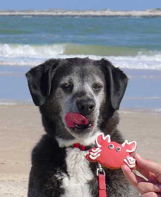 Dog Eating Crab Cookie