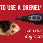 How to Use a Dremel Tool to Trim Your Dog's Toenails