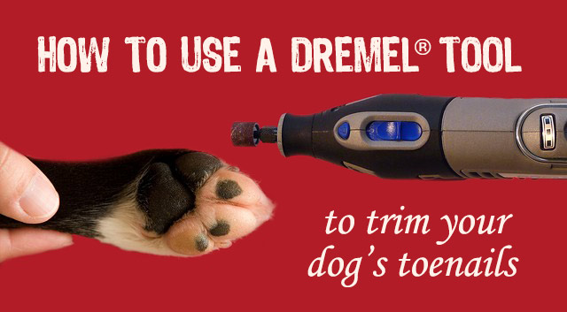 dremel for dogs claws