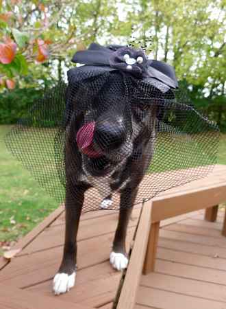 Dog in Halloween Hat