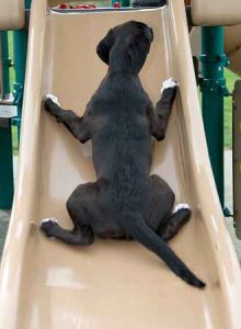 Dog Going Down Slide Backwards