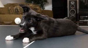 Dog Playing Ping Pong