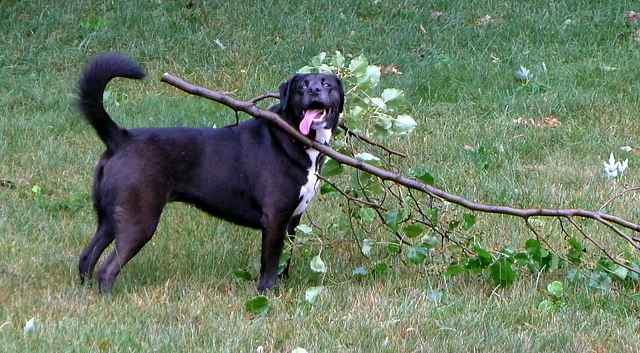 Dog Stuck on Tree Branch
