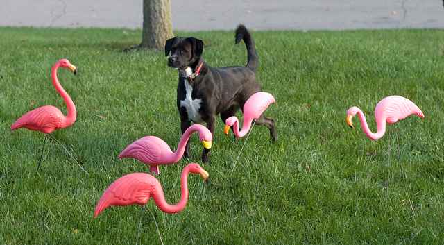 Dog With Pink Flamingos