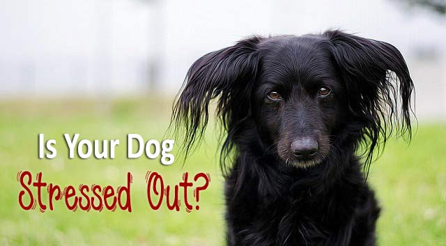 Is Your Dog Stressed Out?