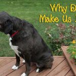 Why Dogs Make Us Laugh