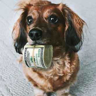 Dog With Cash
