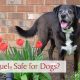 Is Apoquel Safe for Dogs?